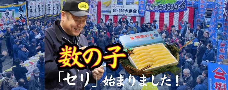 世界一美味しい数の子！いよいよ市場に出回ります！